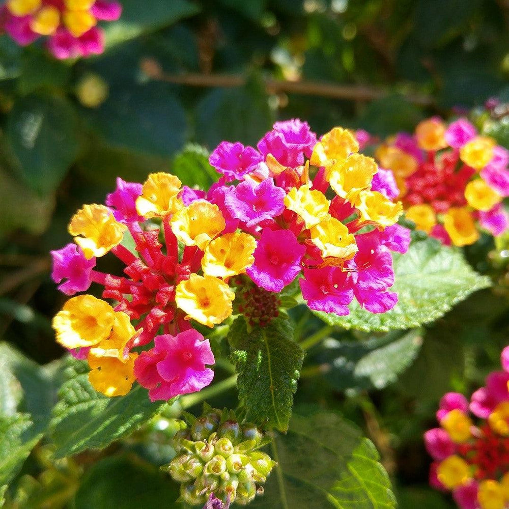 Lantana camara 'Anne Marie' PP11310 ~ Anne Marie Lantana-ServeScape
