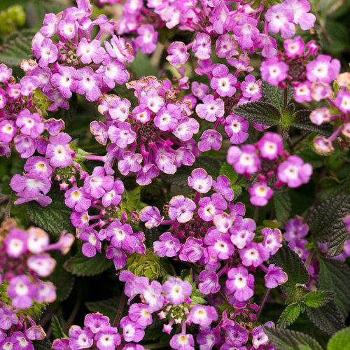 Lantana montevidensis 'Robpwpur' PP19,357 ~ PW® Luscious® Grape Lantana-ServeScape