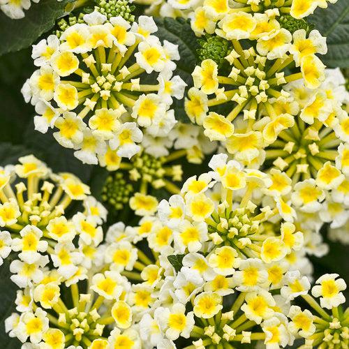 Lantana camara ‘LANZ0004’ PP24641 ~ PW® Luscious® Royale Piña Colada Lantana-ServeScape