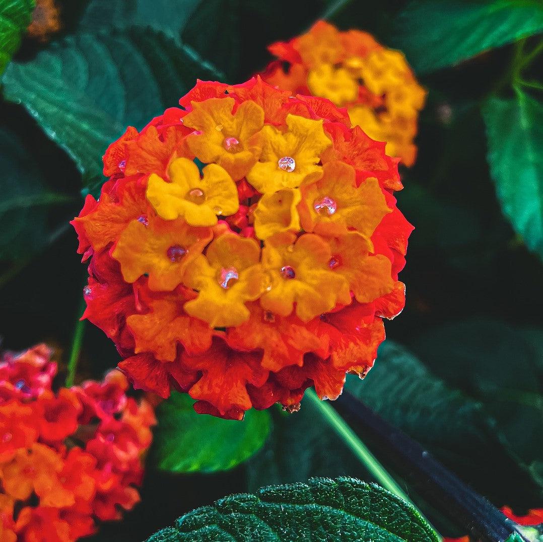 Lantana camara 'UF-1013A-2A' ~ Bloomify™ Red Lantana-ServeScape