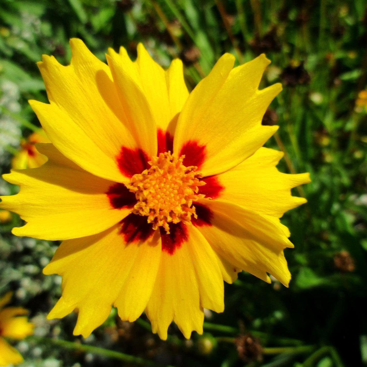 Coreopsis grandiflora 'Bright Touch' ~ Solanna™ Bright Touch Coreopsis-ServeScape