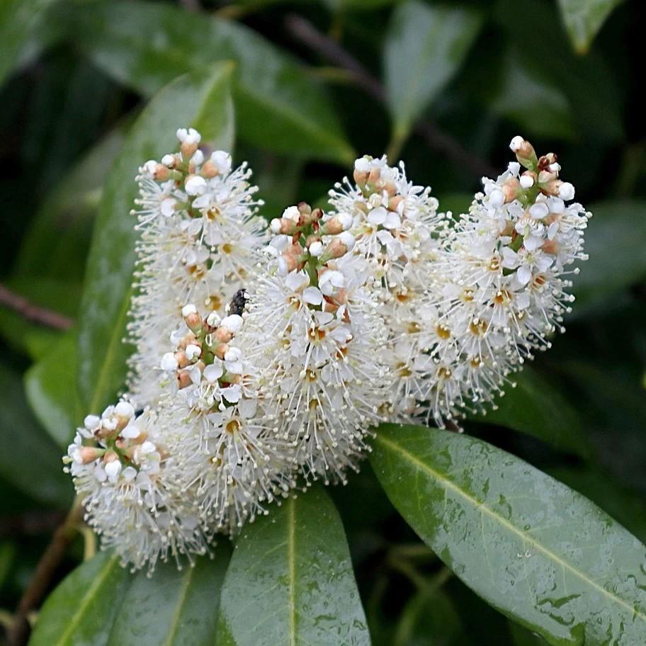 laurocerasus 'Zabeliana' ~ Zabel Cherry Laurel-ServeScape