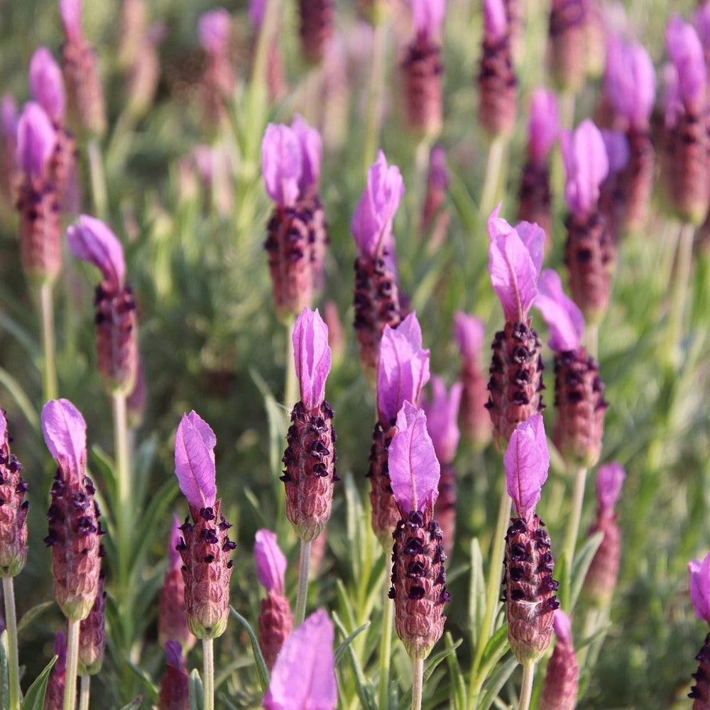 Lavandula stoechas subsp. pendunculata 'IBPR901-2' ~ The Princess™ Spanish Lavender-ServeScape