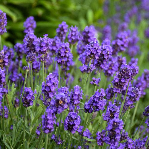 Lavandula angustifolia 'kerlavangem' ~ Sweet Romance® Lavender-ServeScape