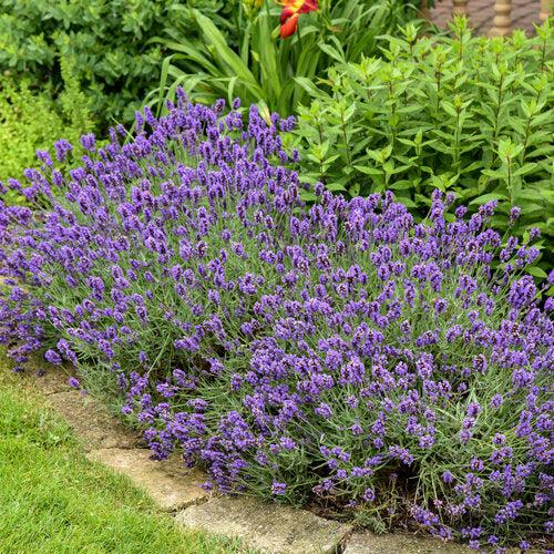 Lavandula angustifolia 'kerlavangem' ~ Sweet Romance® Lavender-ServeScape