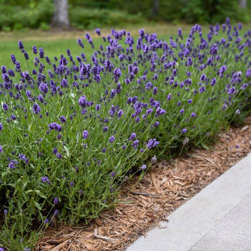 Lavandula angustifolia 'kerlavangem' ~ Sweet Romance® Lavender-ServeScape