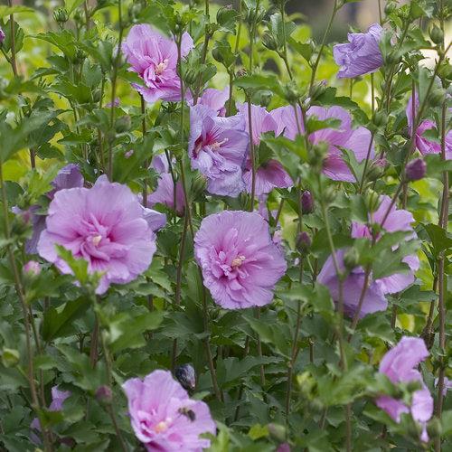 Hibiscus syriacus 'Notwoodone' ~ Lavender Chiffon® Rose of Sharon-ServeScape