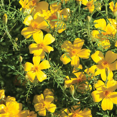 Marigold Mix Pack-ServeScape