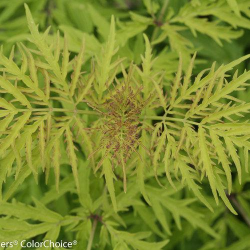 Sambucus racemosa 'SMNSRD4'~ Lemony Lace® Elderberry-ServeScape