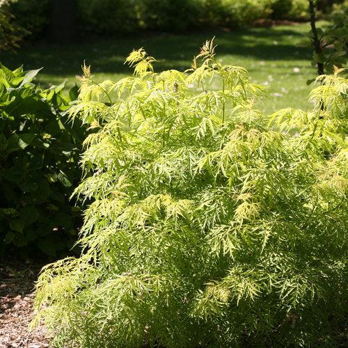 Sambucus racemosa 'SMNSRD4'~ Lemony Lace® Elderberry-ServeScape