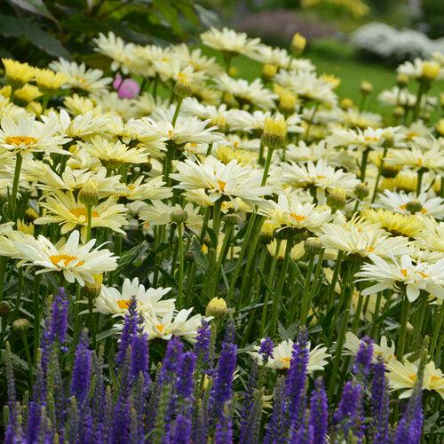 Leucanthemum superbum ’Banana Cream II’ ~ PW® Amazing Daisies® Banana Cream II Shasta daisy-ServeScape