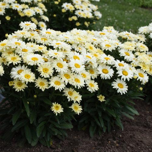Leucanthemum superbum ’Banana Cream II’ ~ PW® Amazing Daisies® Banana Cream II Shasta daisy-ServeScape