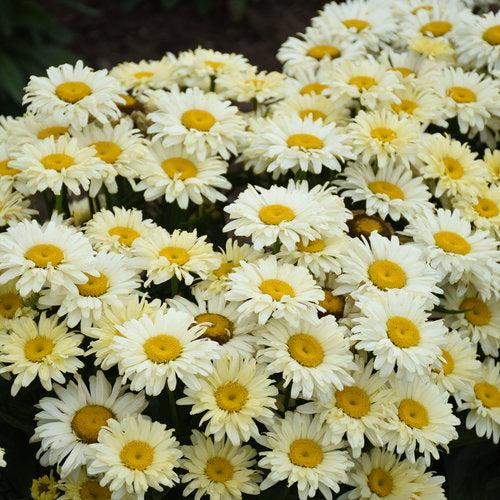 Leucanthemum superbum ’Banana Cream II’ ~ PW® Amazing Daisies® Banana Cream II Shasta daisy-ServeScape