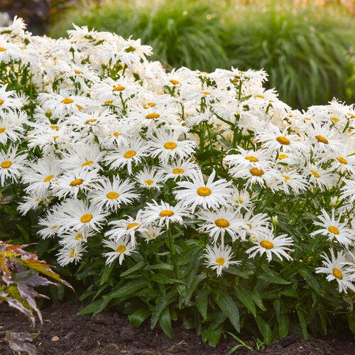 Leucanthemum superbum ’Spun Silk’ ~ Amazing Daisies® Spun Silk Shasta daisy-ServeScape
