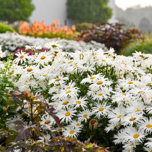 Leucanthemum superbum ’Spun Silk’ ~ Amazing Daisies® Spun Silk Shasta daisy-ServeScape