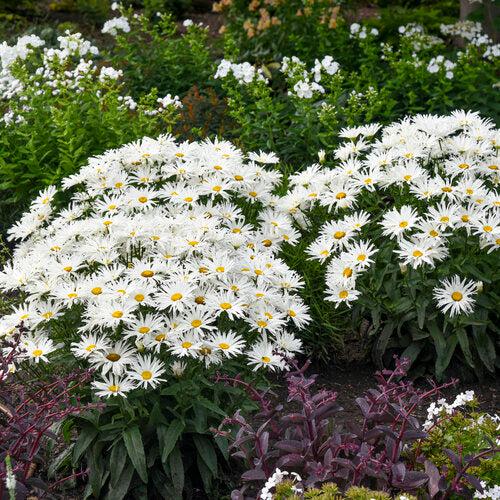 Leucanthemum superbum ’Spun Silk’ ~ Amazing Daisies® Spun Silk Shasta daisy-ServeScape