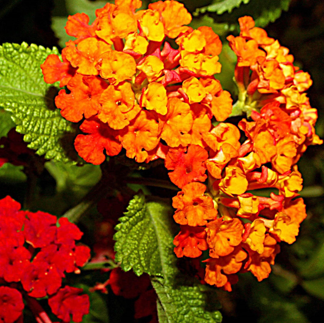 Lantana camara 'Hot Blooded' ~ Hot Blooded™ Lantana-ServeScape