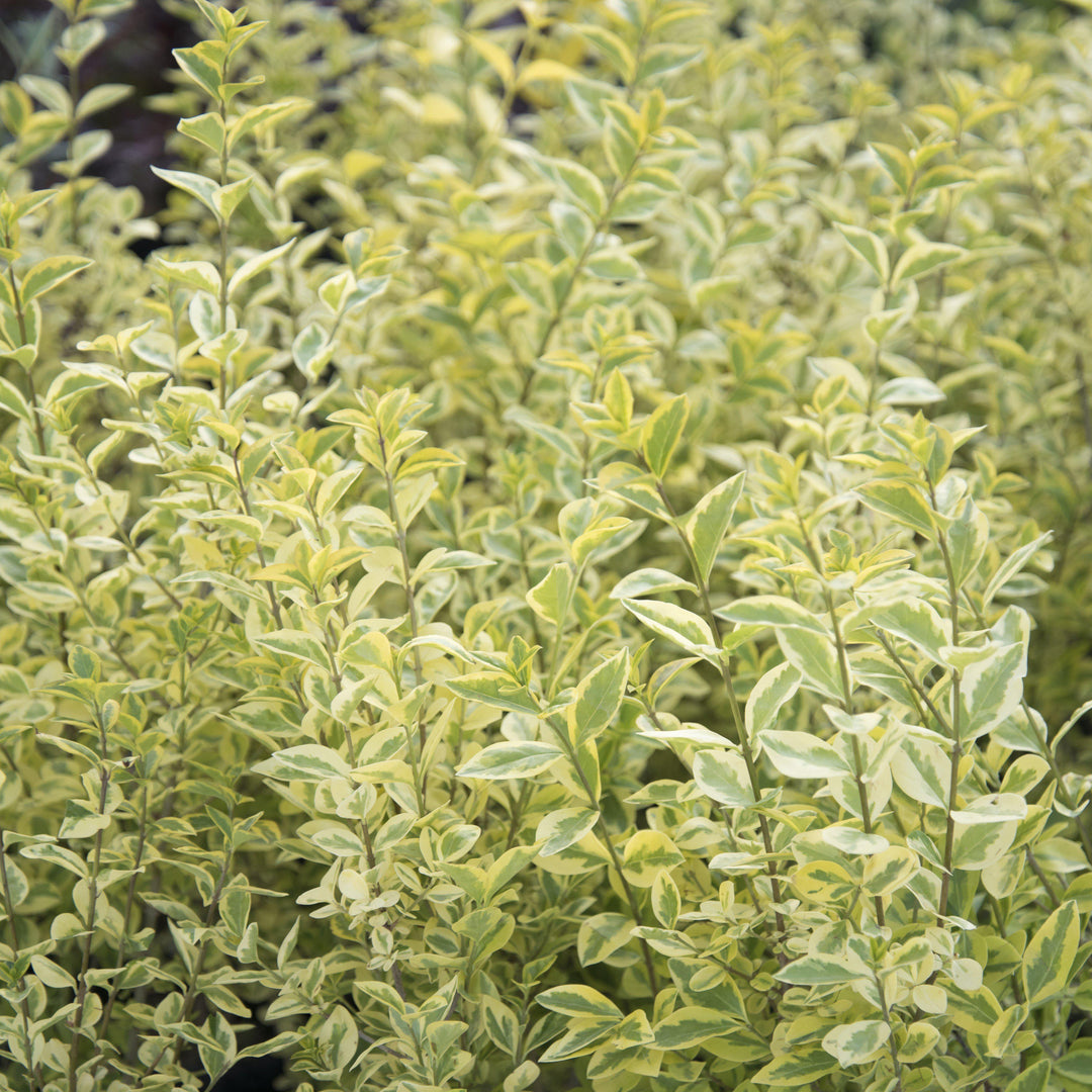 ligustrum japonica 'Jack Frost' ~ Jack Frost Japanese Privet-ServeScape