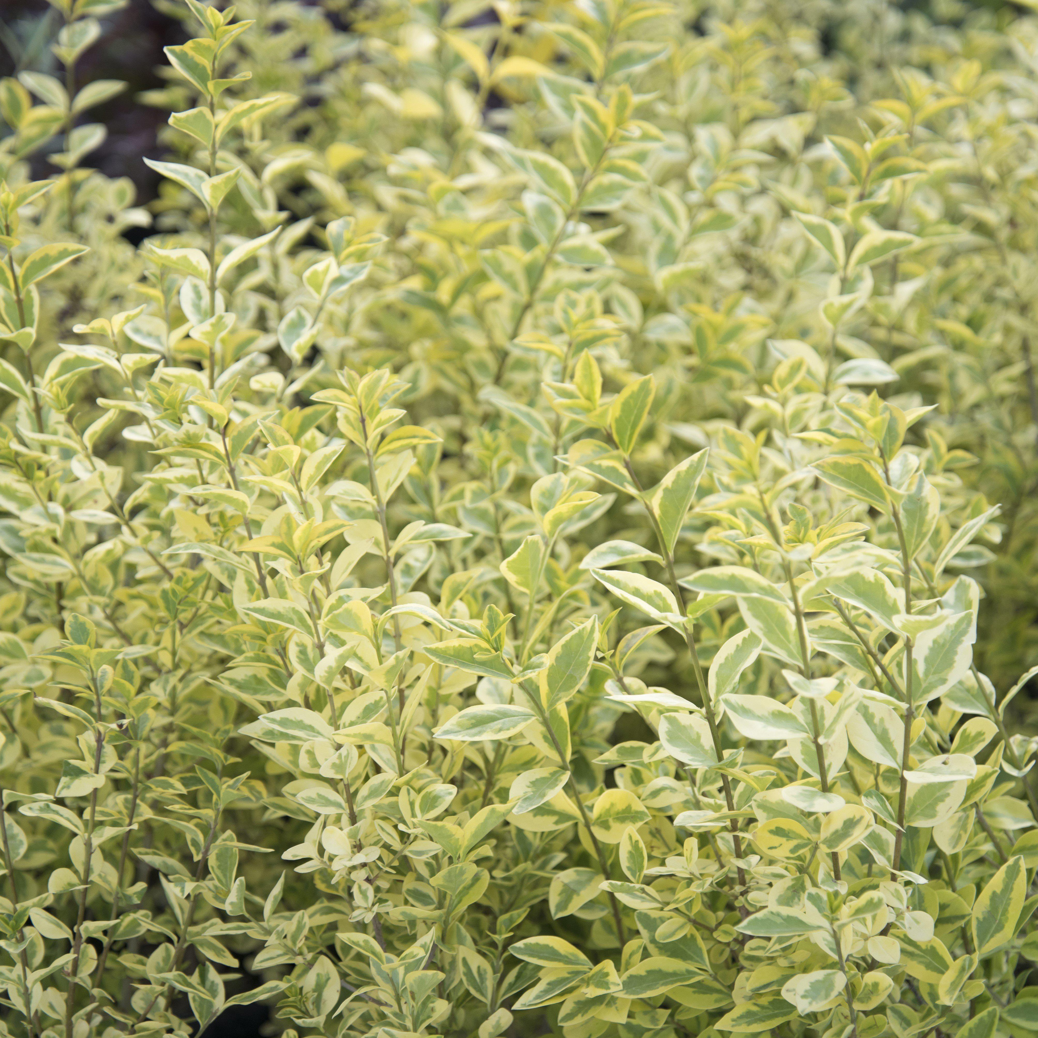 Variegated Ligustrum Jack Frost Variegated Ligustrum Jack Frost