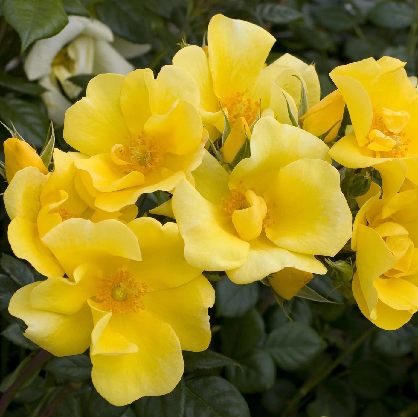 Rosa 'Limoncello' PP21532 ~ Limoncello™ Rose-ServeScape