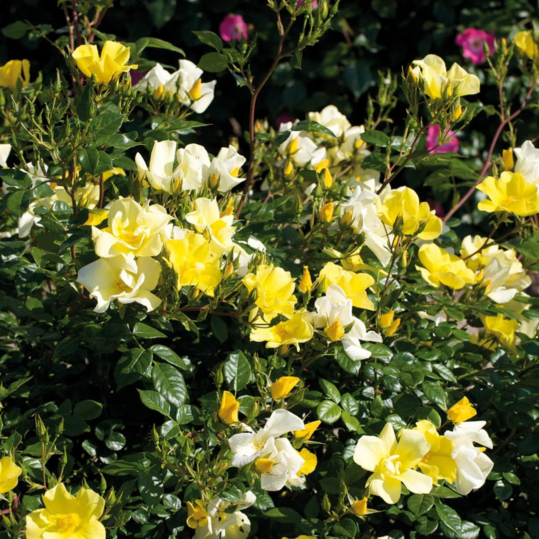 Rosa 'Limoncello' PP21532 ~ Limoncello™ Rose-ServeScape
