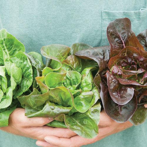 Little Gem Lettuces Mix Pack-ServeScape
