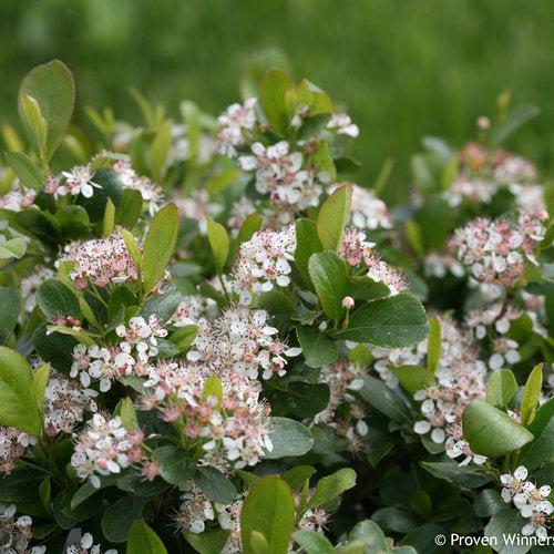 Aronia melanocarpa 'UCONNAM165' ~ PW® Low Scape Mound® Aronia-ServeScape
