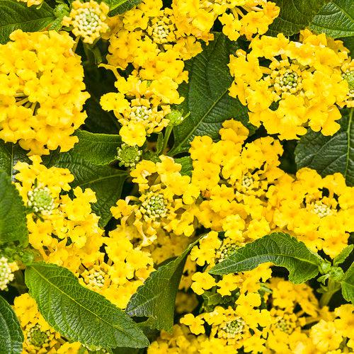 Lantana camara 'G12164' PP27,377 ~ PW® Luscious® Bananarama™ Lantana-ServeScape