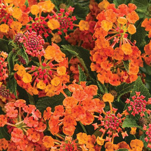 Lantana camara 'G12166' PP27,378 ~ PW® Luscious® Marmalade Lantana-ServeScape