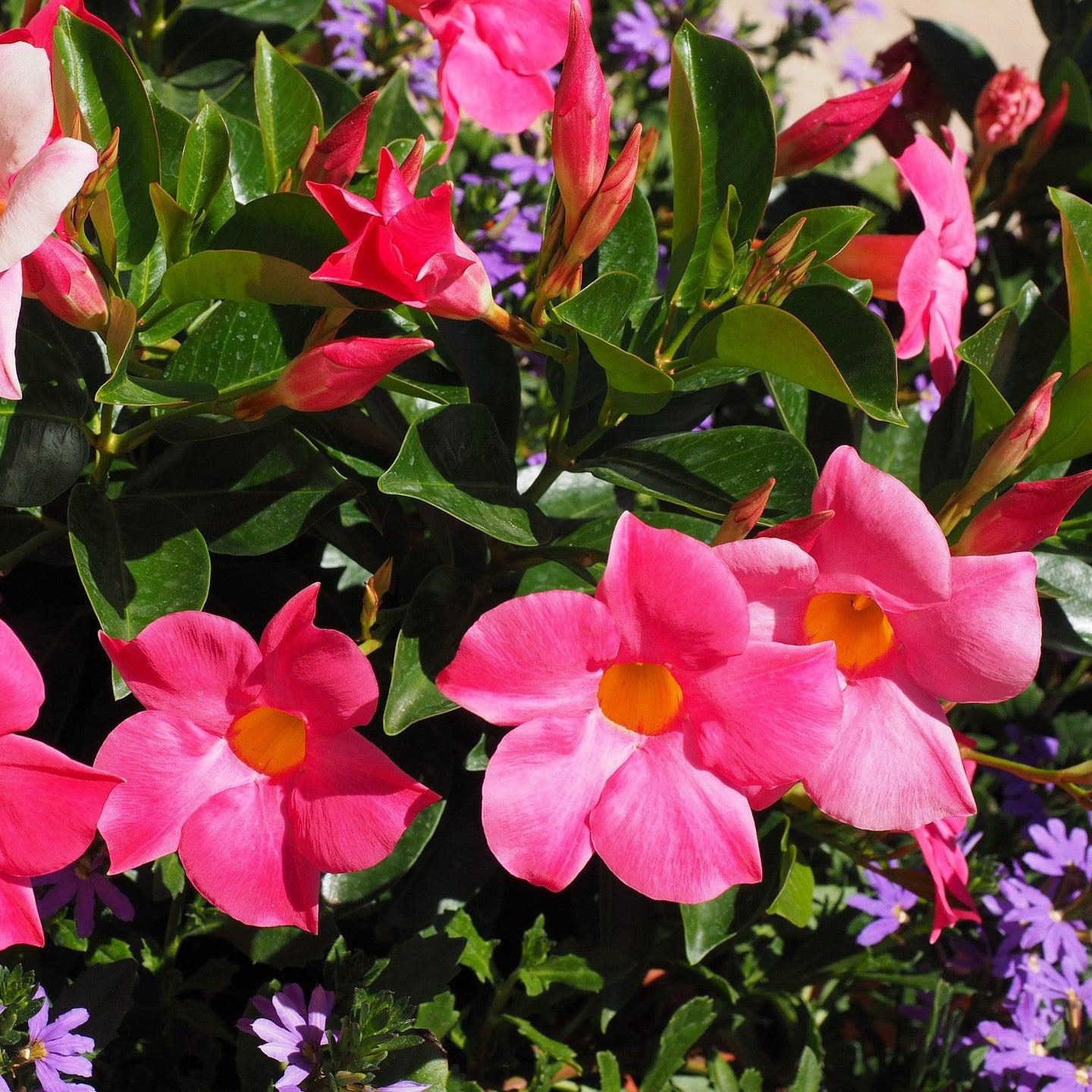Mandevilla x 'Sumandecripi' PP #18,578 ~ Sun Parasol® Pink Mandevilla-ServeScape