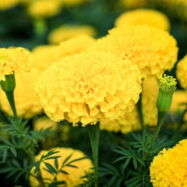 Tagetes patula 'PAS1077396' ~ Hot Pak® Yellow French Marigold-ServeScape