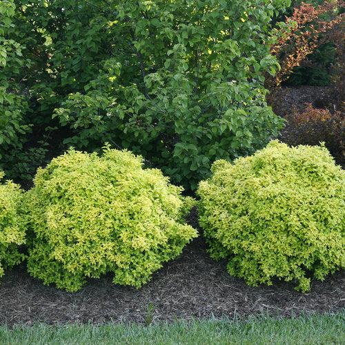 Berberis thunbergii 'Koren' USPP 24,818 ~ PW® Sunjoy® Citrus Barberry-ServeScape