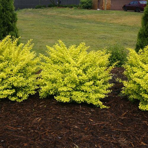 Berberis thunbergii 'Koren' USPP 24,818 ~ PW® Sunjoy® Citrus Barberry-ServeScape