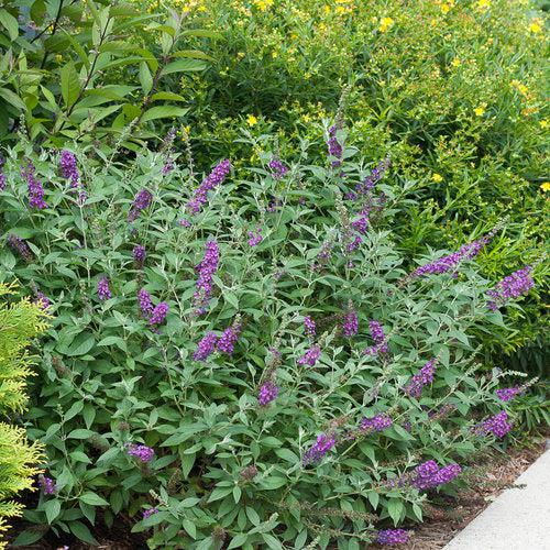 Buddleja x 'Miss Violet' PP #28,448 ~ Miss Violet Butterfly Bush-ServeScape