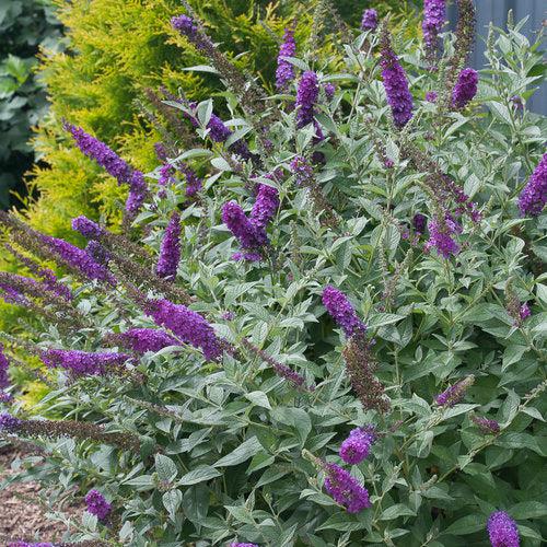 Buddleja x 'Miss Violet' PP #28,448 ~ Miss Violet Butterfly Bush-ServeScape