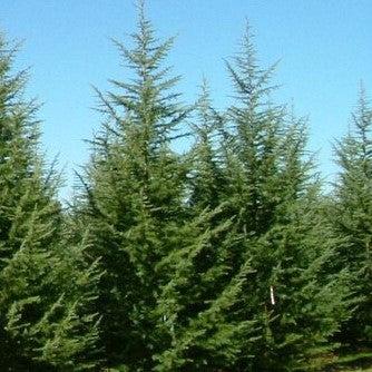 Cedrus deodara 'CDMTF1' ~ Mystic Ice® Deodar Cedar-ServeScape