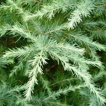 Cedrus deodara 'CDMTF1' ~ Mystic Ice® Deodar Cedar-ServeScape