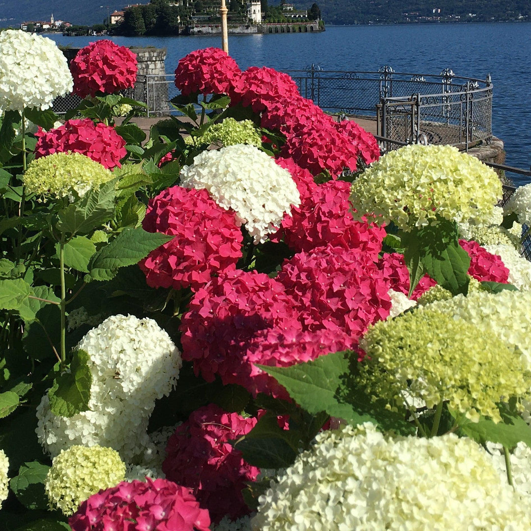 Hydrangea macrophylla ‘Hortmagitri’ PP30044 ~ Heart Throb™ Hydrangea-ServeScape
