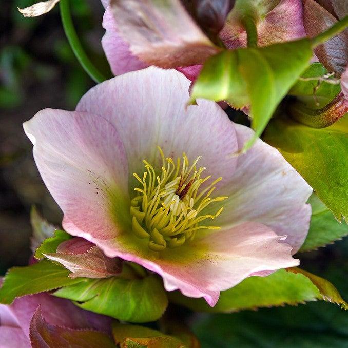 Helleborus x lemonnierae 'Lem 100' ~ HGC® Madame Lemonnier Lenten Rose-ServeScape