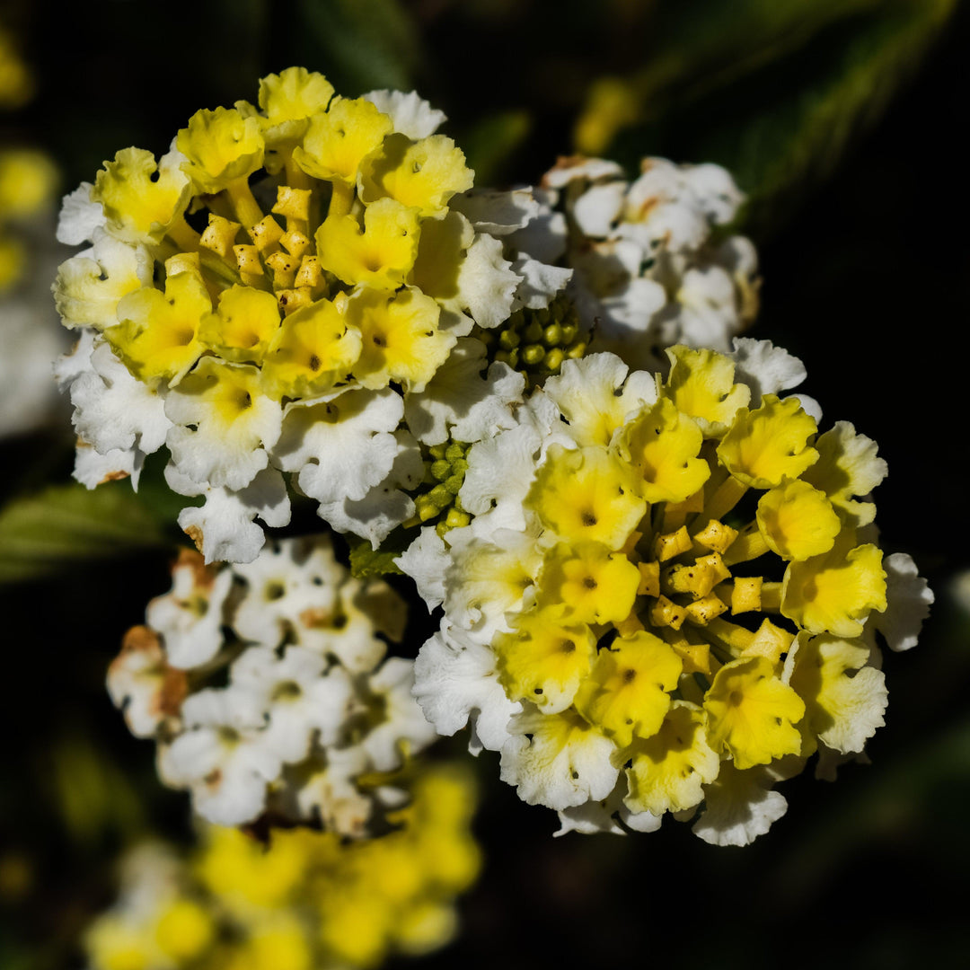 Lantana camara 'Ballucream' ~ Little Lucky™ Lemon Cream Lantana-ServeScape