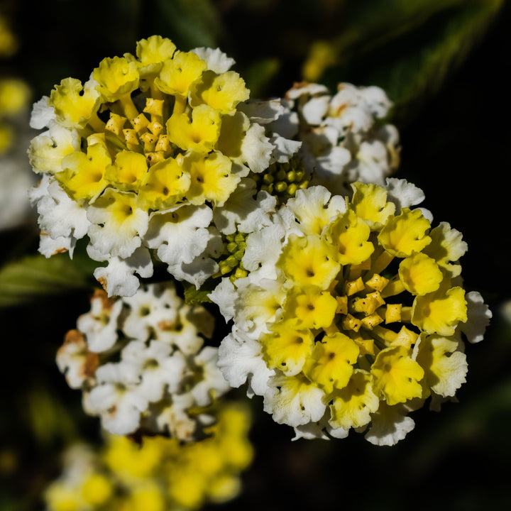Lantana camara 'Ballucream' ~ Little Lucky™ Lemon Cream Lantana-ServeScape