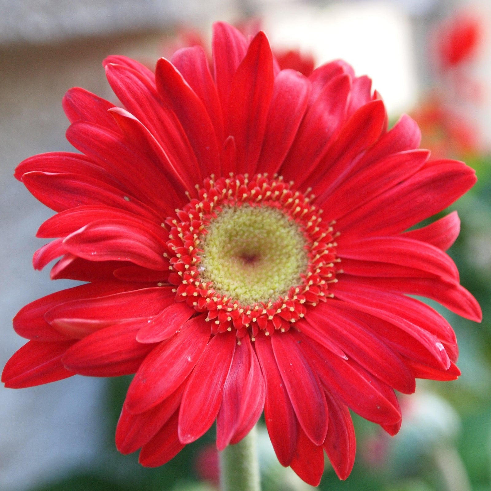 Gerbera 'Garswlove' PP31135 ~ Garden Jewels™ Red Gerbera Daisy-ServeScape