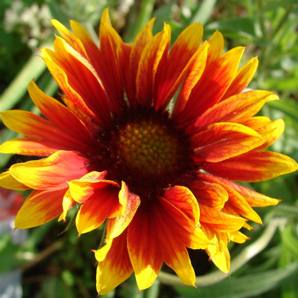 Gaillardia 'Copper Sun' ~ Spintop™ Copper Sun Blanket Flower-ServeScape