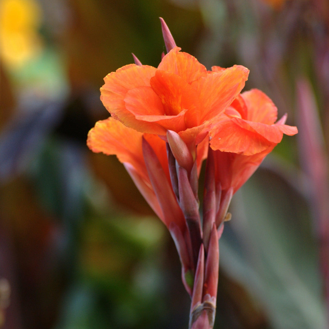 Canna x generalis 'Bronze Orange' ~ CANNOVA® Bronze Orange Canna Lily-ServeScape