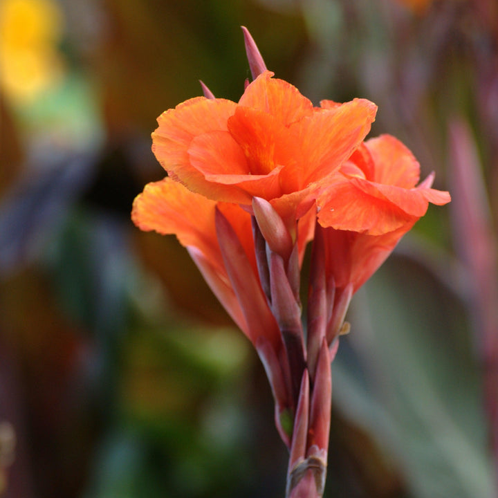 Canna x generalis 'Bronze Orange' ~ CANNOVA® Bronze Orange Canna Lily-ServeScape