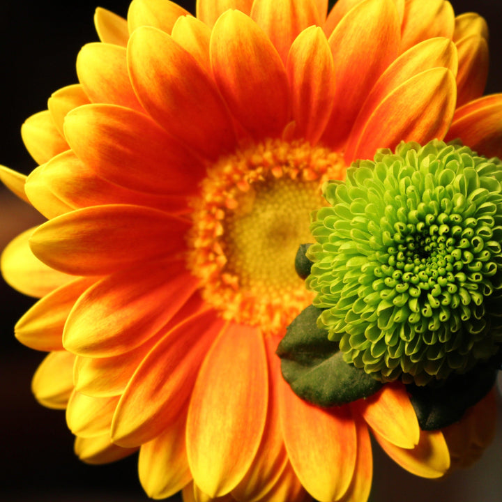 Gerbera 'Garsweetcaro' PP31057 ~ Garden Jewels™ Orange-Yellow Bi-Color Gerbera Daisy-ServeScape