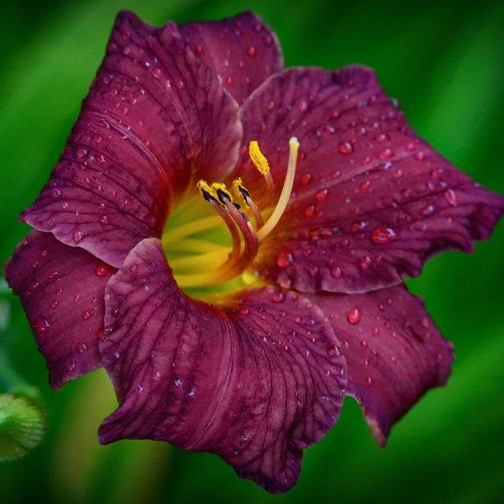 Hemerocallis 'Stella in Purple' ~ Stella in Purple Daylily-ServeScape