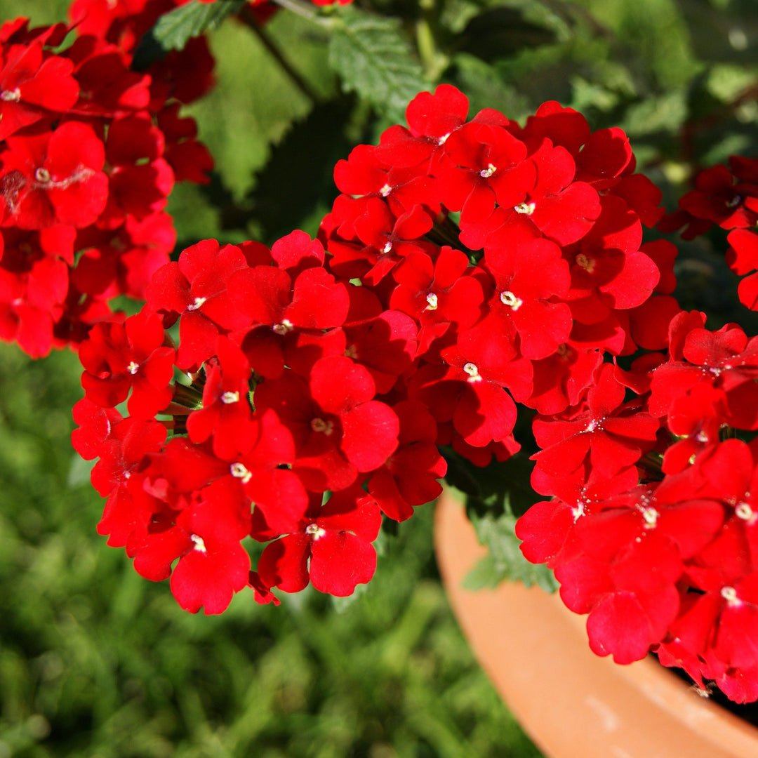Verbena 'Vivid Red' ~ Vivid® Red Verbena-ServeScape