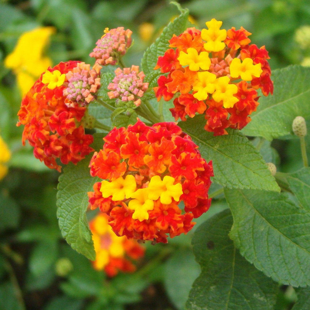 Lantana camara 'Fireworks' ~ Fireworks Lantana-ServeScape