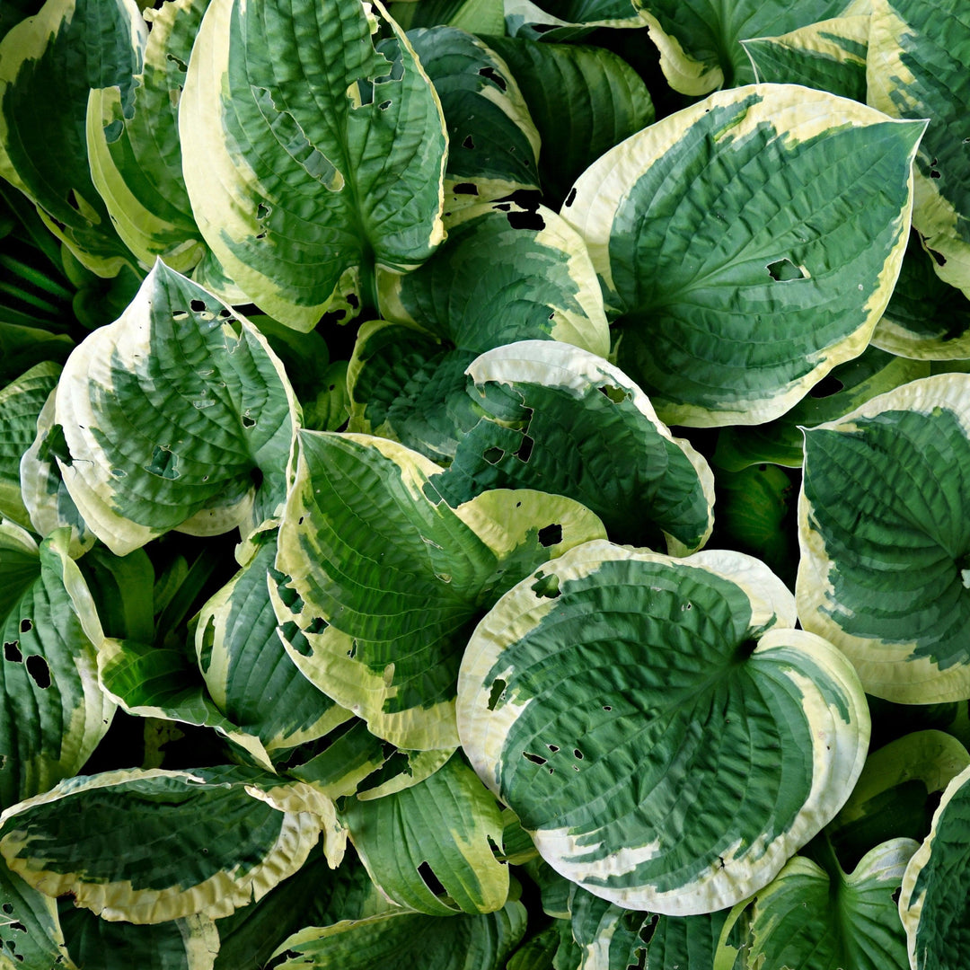 Hosta 'Earth Angel' ~ Earth Angel Hosta-ServeScape